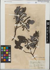 Foto von Salix glabra Scop.